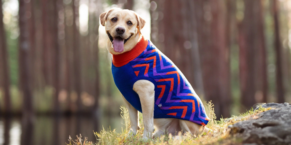 Stylish Clothes For Comfortable Happy Pets